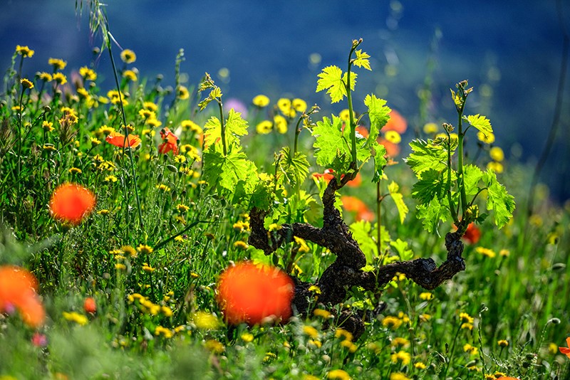 « Méditerranée, terroir divin » : Claude Cruells témoigne de son amour de la vigne en tant que photographe