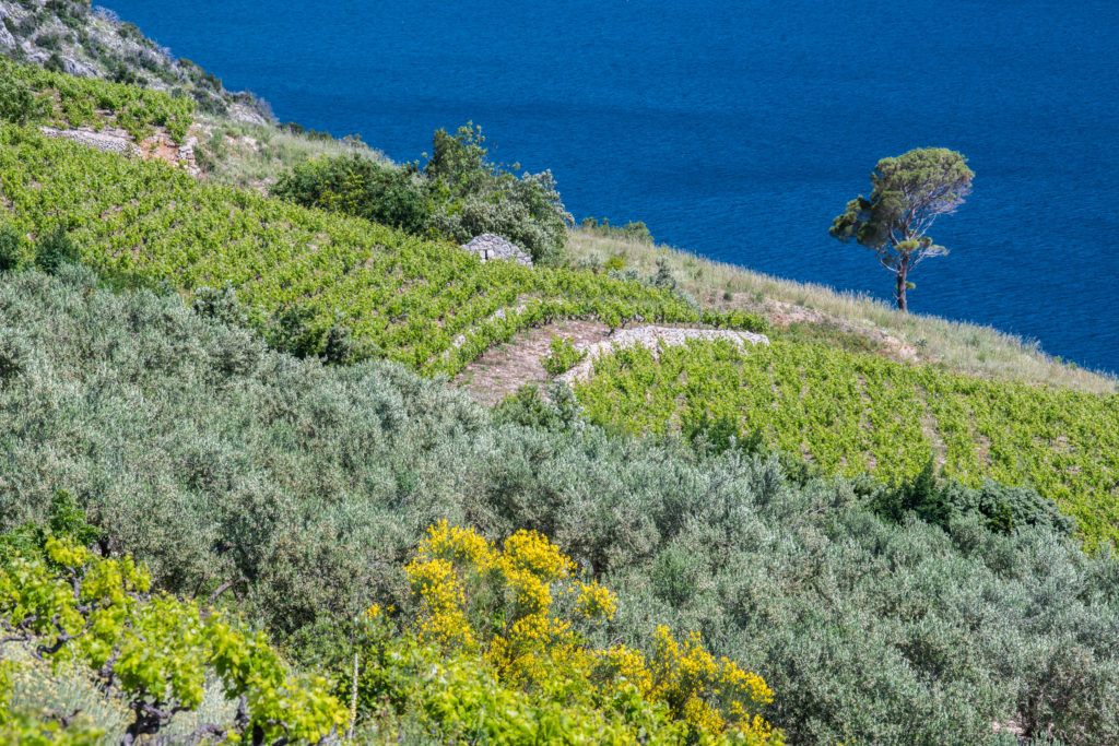 « Méditerranée, terroir divin » : Reportage en Croatie : Péninsule de Pelješac